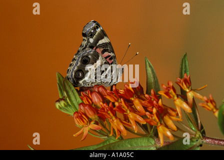 Regal: American dipinto Lady butterfly (Vanessa virginiensis) su orange butterfly weed Midwest USA Foto Stock