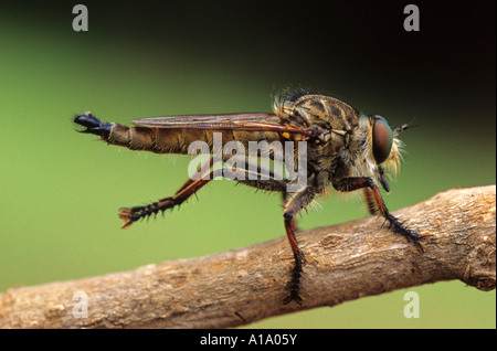 Robber fly, Asilidae seduto su un ramo, Amboli Maharashtra Foto Stock