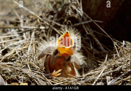 Nero finch panciuto lark gemelli uccello nel suo nido, dive-ghat di Pune, Maharashtra, India Foto Stock