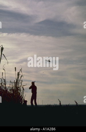 Silhouette di un fagiano hunter sul bordo di un campo di mais mirando a un fagiano in volo con il suo cane dal suo lato Foto Stock