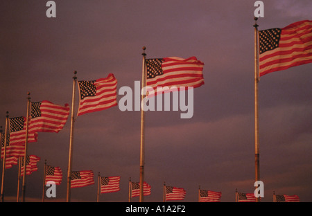 Più americani bandiere sventolano al vento al tramonto a Washington DC Foto Stock