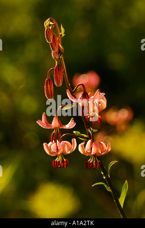 Martagon lily (Lilium martagon) in controluce Foto Stock