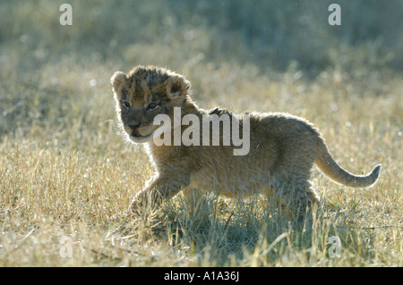 Lionbaby (Panthera leo) in erba alta con retroilluminazione Foto Stock