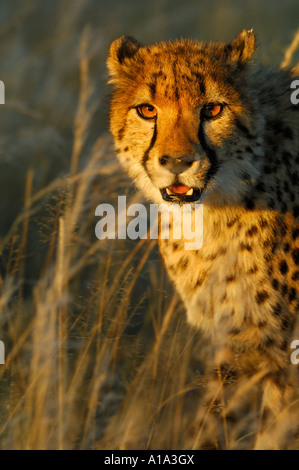 Ghepardo (Acinonyx jubatus) nell'ultima luce della sera, Ritratto Foto Stock