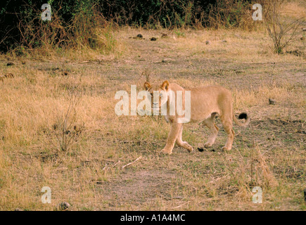 A sud-ovest africano o Katanga Leonessa, Panthera leo bleyenberghi, Chobe, Botswana, Africa Foto Stock