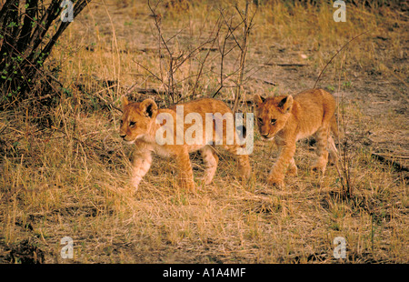 A sud-ovest africano o Katanga Lion Cubs, Panthera leo bleyenberghi, Chobe, Botswana, Africa Foto Stock