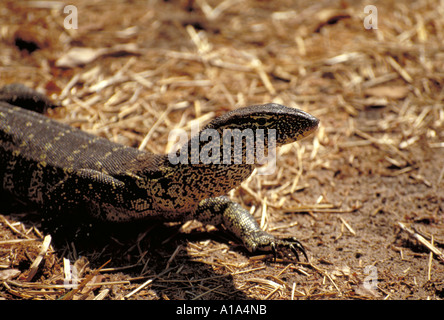 L'elemento di monitoraggio presenza acqua Lizard, Varanus salvator, Varanidae, Chobe, Botswana, Africa Foto Stock