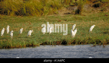 Airone guardabuoi, Ardeola ibis, Bubulcus ibis o Buff Backed Heron, Ardeidi Foto Stock