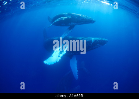 Le Balene Humpback wales, subacquea, Revillagigedo, Socorro Islands, oceano mare, scuba diving, mammifero, acqua azzurra Foto Stock