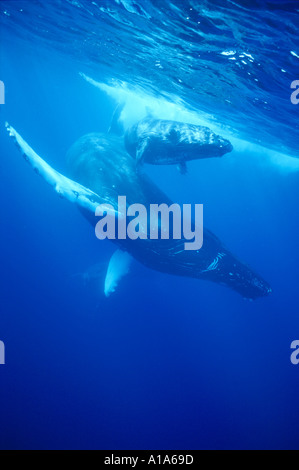 Le Balene Humpback wales, subacquea, Revillagigedo, Socorro Islands, oceano mare, scuba diving, mammifero, acqua azzurra Foto Stock