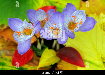 Fioritura autunno-crocusses (Crocus pulchellus) Foto Stock