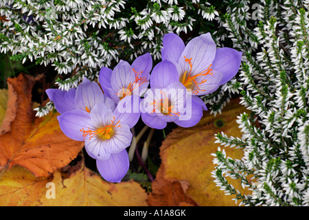 Fioritura autunno-crocusses con heather (Crocus pulchellus) e (Calluna) Foto Stock