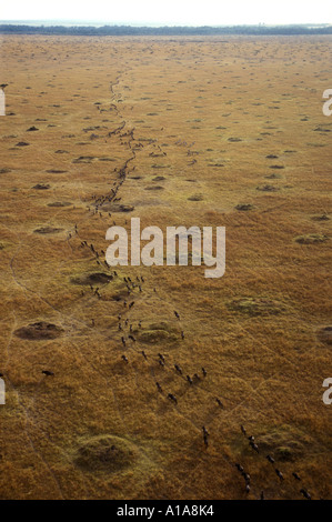 Vista aerea di gnu migrazione visto da una mongolfiera Foto Stock