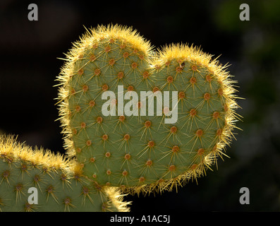 Cactus (Opuntia) in forma di cuore simboleggia amore difficile. Foto Stock