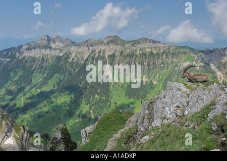 Stambecco delle Alpi (Capra ibex) seduto su una mensola con vista delle Alpi Bernes, Berna, Svizzera Foto Stock