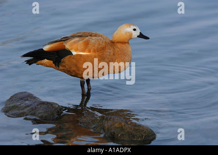 Casarca (Tadorna ferruginea) Zugersee, Zug, Svizzera Foto Stock