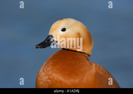 Ritratto di una Casarca (Tadorna ferruginea) Zugersee, Zug, Svizzera Foto Stock