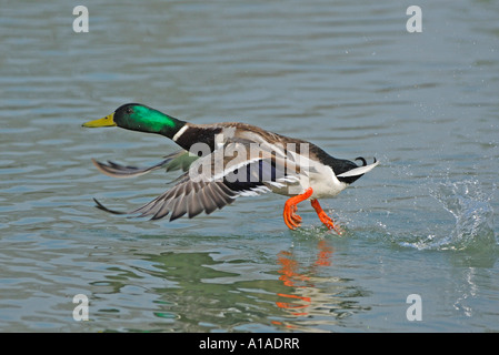 Mallard drake (Anas platyrhynchos) prendendo il largo Foto Stock