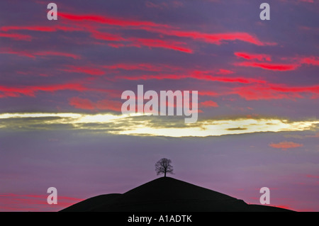 Albero su una morena al tramonto, Zug, Svizzera Foto Stock