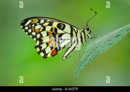 Calce comune (Papilio demoleus) Foto Stock