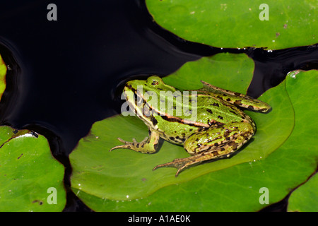 Unione rana verde seduto su un giglio di acqua foglia in uno stagno (Rana esculenta) Foto Stock