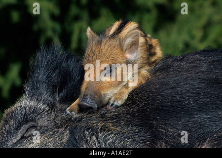 Giovani cinghiali piglet sul retro del SOW a pelo (Sus scrofa) Foto Stock