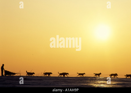 Stati Uniti d'America Alaska Musher Jeff King conduce Rick Mackey nella regolazione del sole lungo il sentiero a Elim durante 1993 Iditarod Sled Dog Race Foto Stock