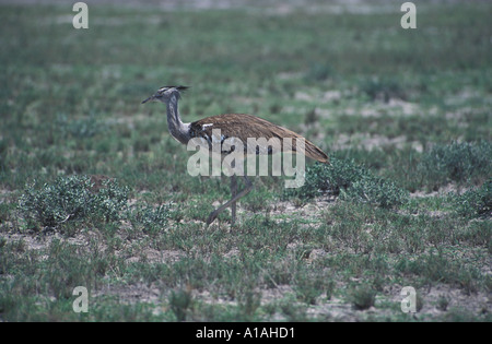 Riesentrappe Ardeotis kori Etosha National Park Namibia Africa Foto Stock