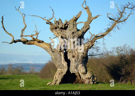 Cava Vecchia Quercia Quercus robur Foto Stock