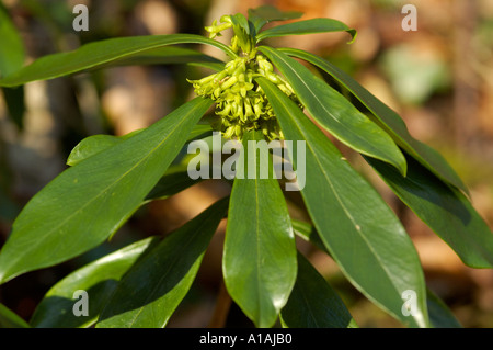 Alloro euforbia Daphne laureola di Cotswold woodland Foto Stock