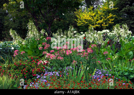 Una serie annuale di fiori che sbocciano in giardini inglesi di Assiniboine Park in Winnipeg Manitoba Canada Foto Stock