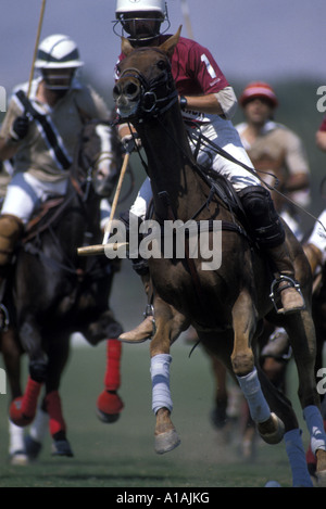 Stati Uniti d'America California Indio giocatori di Polo perseguire la sfera durante il match in Empire Polo Club Foto Stock