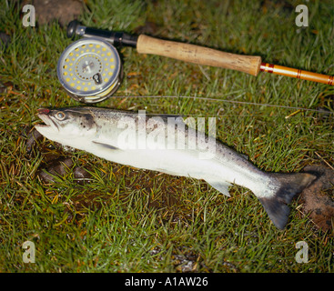 Acqua fresca trota giacente su un fiume irlandese banca con l'asta che catturati lui Foto Stock