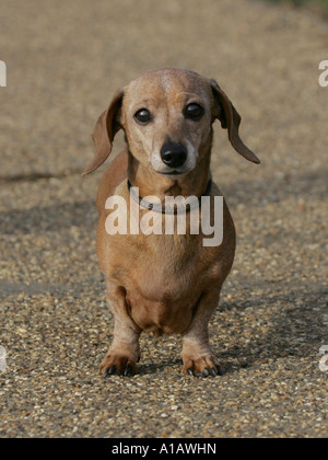 Un piccolo bassotto. Foto Stock