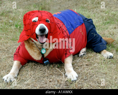 Un cane in fancy dress vestito come Spiderman. Foto Stock