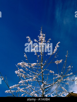 Albero sfrondato coperto in inverno la neve, tema natalizio Foto Stock