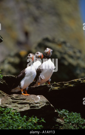 Atlantic pulcinelle di mare in piedi su un promontorio roccioso su un irish off shore island Foto Stock