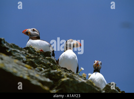 Tre atlantic i puffini sedersi su un promontorio roccioso su un irish off shore island, la bellezza della natura, Foto Stock