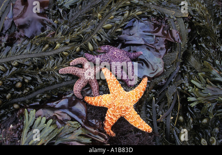 Mare color ocra stelle Pisaster ochraceus sulle alghe in zona intercotidale durante la bassa marea OREGON COAST USA.Foto Copyright Brandon Cole Foto Stock