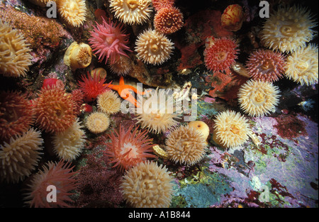 Ex108. attinie Cribrinopsis fernaldi British Columbia Canada Oceano Pacifico. Foto Copyright Brandon Cole Foto Stock