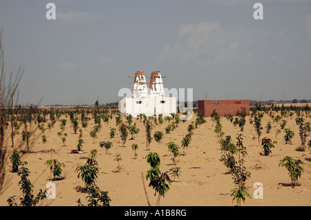 Colture al momento di una agricoltura fattoria nel deserto Egitto superiore Foto Stock