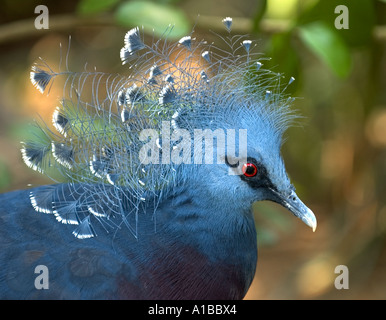 Victoria incoronato Pigeon, Goura victoria Foto Stock