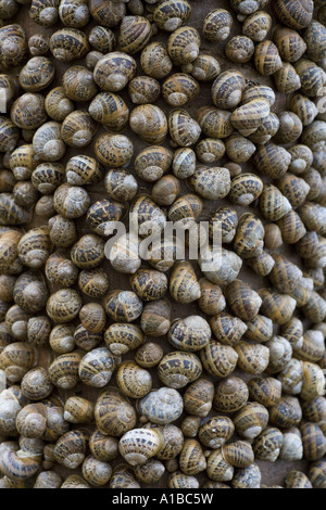 Snails Helix aspersa sopra Wintering in un gruppo grande sopra Un tronco di albero Nord Norfolk Foto Stock