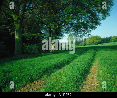 Campi e boschi in primavera nei pressi di Burwarton, Shropshire, Inghilterra Foto Stock