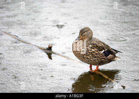 Femmina Mallard Duck in appoggio su di un ramo sommerso sotto la pioggia in un lago Foto Stock