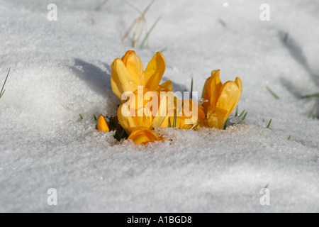 Il giallo di crochi crocus Iridaceae sbirciando attraverso lo scongelamento di neve nella contea di Antrim Irlanda del Nord Foto Stock