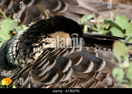 Un Nene o oca hawaiana (Nesochen sandvicensis) dormire a Kilauea Point National Wildlife Refuge, Kauai, Hawaii. Foto Stock