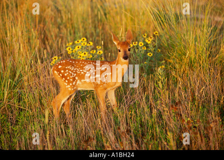Culbianco fawn acronimo di alte erbe infestanti in mattina presto luce, Missouri USA Foto Stock