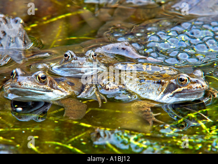 Quattro rane comuni Rana temporaria raccolta per accoppiamento con frog spawn Foto Stock