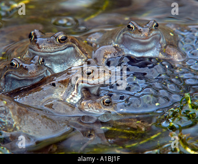 Regolati digitalmente foto per dare un sorriso a rane comuni Rana temporaria raccolta per accoppiamento in un stagno di Londra con frog spawn Foto Stock